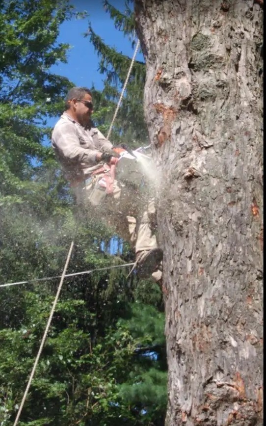 Big Monkey Tree Service climber roped in and cutting a large pine trunk